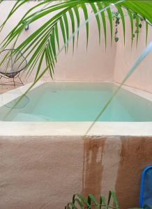 a close up of a swimming pool with a plant at Casa María Dolores, Barrio San Sebastián in Mérida