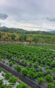 Gallery image of 3BR Air-conditioned Bamboo House at Humming Strawberry Farm in Bagabag +13 photos