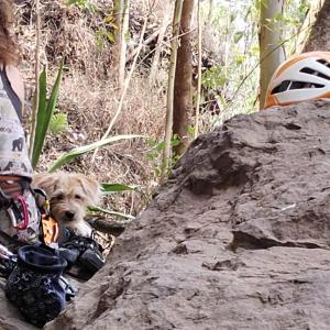 Domácí mazlíčci ubytovaní s hosty v ubytování Hostel For Machetà Climbers Colombia