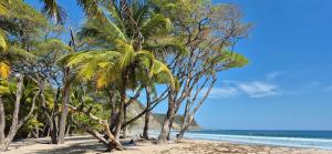 a group of palm trees on a sandy beach at Bus hotel Playa Barrigona, entre Sàmara y Nosara in Sámara