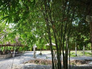a group of trees in a dirt road at Cho thuê chòi view hồ -Homestay Me Khang 2 in Kon Rung (1)