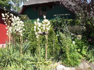 a garden with white flowers in front of a green building at Ferienwohnungen im Klönhus in Prerow