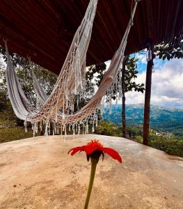 una flor roja sentada frente a una hamaca en Private cabin with mountains view, en Estación El Salto