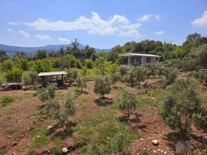a field of trees with a house in the background at Olympos Orange Village Nature, Sea and You in Kumluca