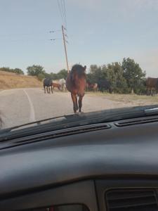 Zvieratá v penzióne alebo blízkom okolí