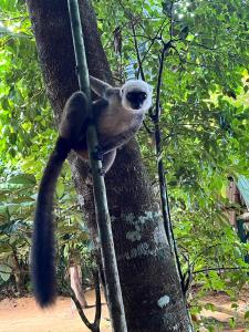 a monkey is sitting on the side of a tree at masoalabungalows in Masoala