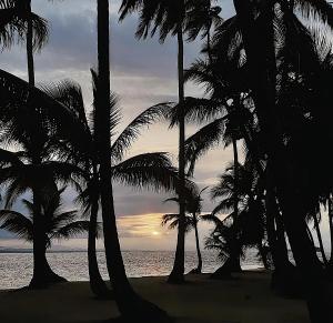 a group of palm trees on a beach with the ocean at isla de san blas in Warsobtugua +10 photos