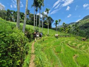 a group of people walking through a field of palm trees at Heeloya mount view garden in Kurukohogama