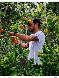 Un hombre está recogiendo naranjas de un naranjo. en Casa Jaguar Viotá, en Viotá