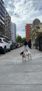 Gæster der bor på Departamento con Perro