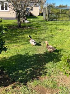 two ducks walking in the grass in a yard at Self check-in studio with bathroom in Te Miro