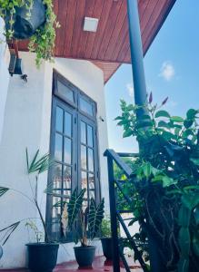 a window in a building with potted plants at Ceylon Waves Weligama in Weligama +17 photos