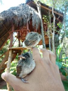 Imagine din galeria proprietății Green land tree house sigiriya în Sigiriya