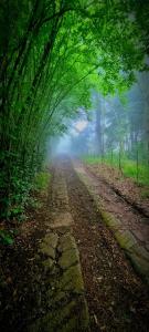 a tree tunnel in the middle of a dirt road at Never Daunted in Hogsback +2 photos
