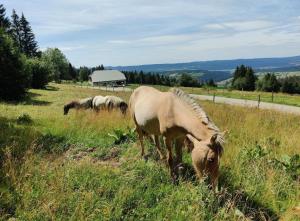 three horses grazing in a field of tall grass at Ferme de Bellevue in Longevilles-Mont-dʼOr