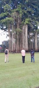 three men standing in a field near a large tree at Driver tour Borobudur, Rice Terace & hiden scared waterfall in Blaburan +1 photo