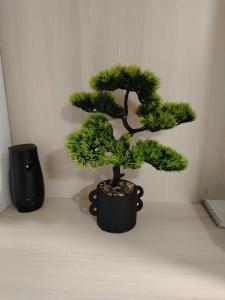 a bonsai tree in a black pot on a table at Studio Jovana Stan na dan Kikinda in Kikinda