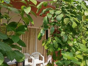 菲莉兹尤岛Seaview by Ukulhas的房间里有一棵大绿树和白色的椅子