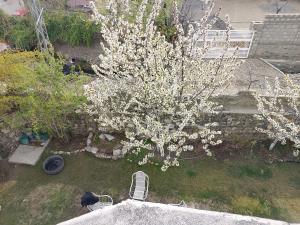 Κήπος έξω από το The Flora