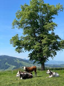 Billede fra billedgalleriet på Berghüsli Heiterswil i Wattwil