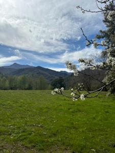 a field of green grass with mountains in the background at Camping Les Prairies in Scata