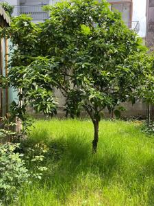 Gallery image of Kalpazo Tirana Vila 313 in Tirana