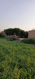 a field of green grass with trees in the background at Traditional Village Farm Stay Nature & Peace in desi food in Dāūd Khel