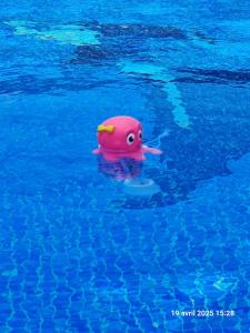 a pink toy fish in the blue water at casa des loups in Ciudad Quesada