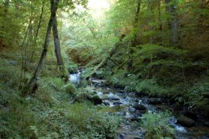 a stream in the middle of a forest at B&B Les Paddocks in Vollore-Montagne