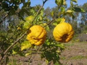 twee gele vruchten hangend aan een boomtak bij S'Arenarju in La Caletta