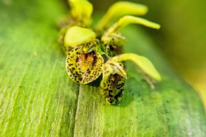 Fotografie z fotogalerie ubytování Hotel Cipreses v destinaci Monteverde Costa Rica