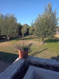 a flower pot on a wall with trees in the background at Los olivos in Maipú