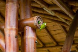 Fotografie z fotogalerie ubytování Yopo Resort - Suite Yopal v destinaci Yopal