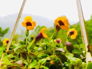 Fotografie z fotogalerie ubytování Ella Mist Bungalow v destinaci Bandarawela