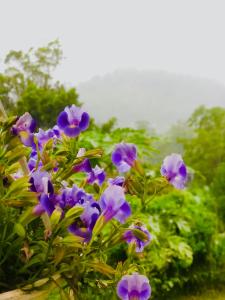 Fotografie z fotogalerie ubytování Ella Mist Bungalow v destinaci Bandarawela