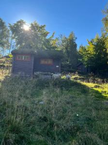 two sheep standing in the grass near a shed at Tradisjonell norsk hytte i vakre Rasdalen in Vossevangen