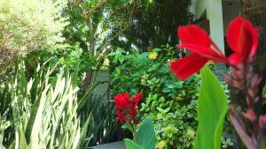 a group of red flowers in a garden at Ricel Homestay in Gili Trawangan