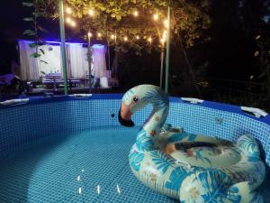 a swan float in a swimming pool at night at Achi Guest House in Makhinjauri