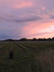 Foto dalla galleria di Le Tre Betulle a Bossolasco