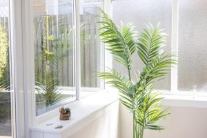 een palmplant die op een vensterbank staat bij Cozy 2 Bedroom Cottage in West Woodburn +49 foto's