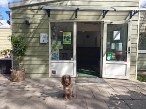 a brown dog standing in front of a door at Frederiksværk Camping & Hostel in Frederiksværk