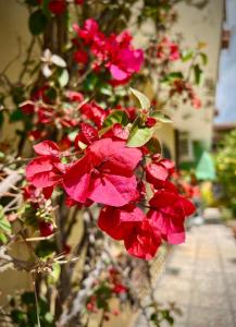 Giardino di Bed&Breakfast Villa Lorena