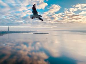 a bird flying over a body of water at Panoramablick Ostseefjord Schlei in Schleswig