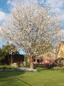 a tree with white flowers on it in a yard at Ferienwohnung Neubert in Eibenstock
