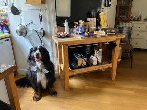 Ospiti di Rum mitt i centrala Helsingborg con animali domestici