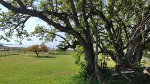 a tree with a bench in a field at Casita del Río. Club de Campo Estancia Estrella Federal. in Ramallo +32 photos