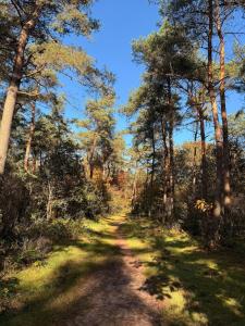 a dirt road through a forest with trees at Modern bungalow with cinema in Ermelo