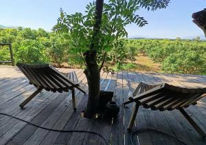 Napahong forest camp外面的花园