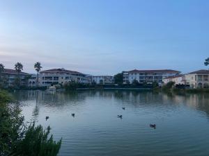 a group of ducks swimming in a lake with buildings at 2P jardin Sud vue Lac avec piscine tennis parking privé in Le Cannet
