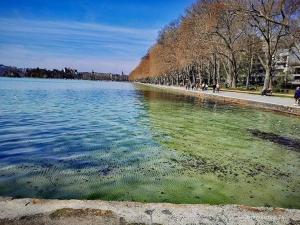 a large body of water with green algae on it at La petite Venise des Alpes, Ultra centre 1 à 5 Pers in Annecy